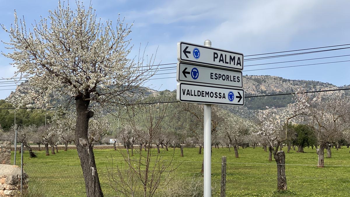 Almendros en el cruce entre la carrera s'Esglaieta