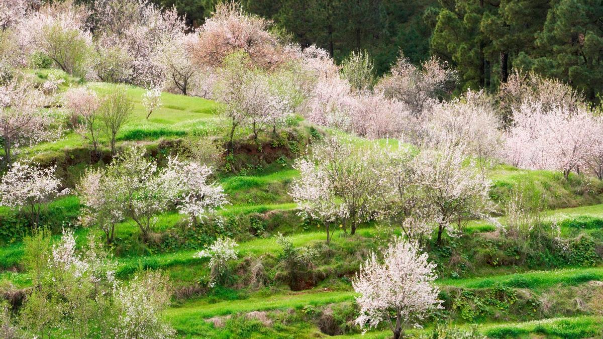 Los 6 mejores lugares para ver los almendros en flor