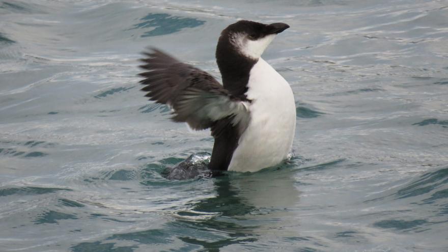 Expectación por la masiva llegada de &#039;pájaros pingüinos&#039; a Castellón: &quot;Estamos alucinados&quot;