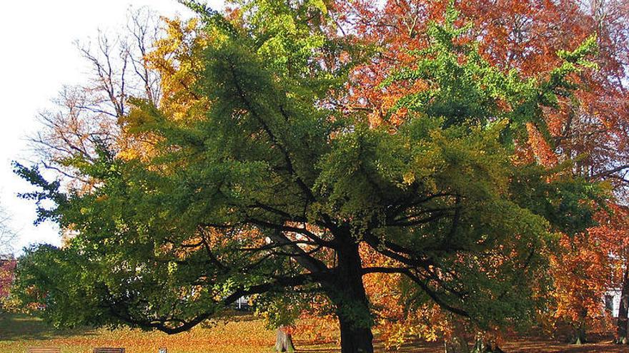 Los milagros &quot;cerebrales&quot; del ginkgo biloba