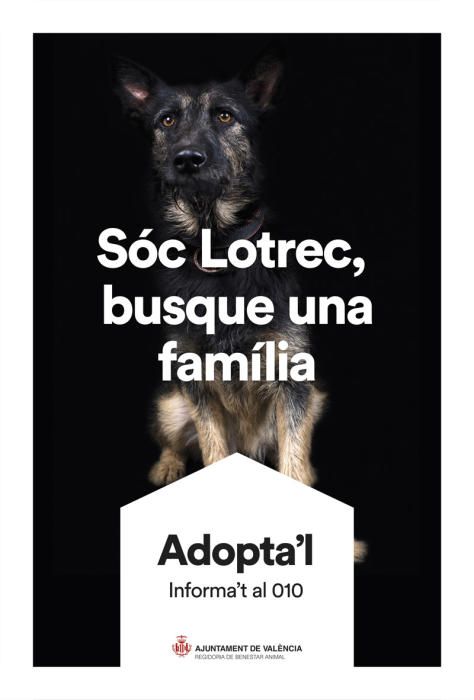 València pone cara y nombre a los perros de Benimàmet que buscan familia de adopción