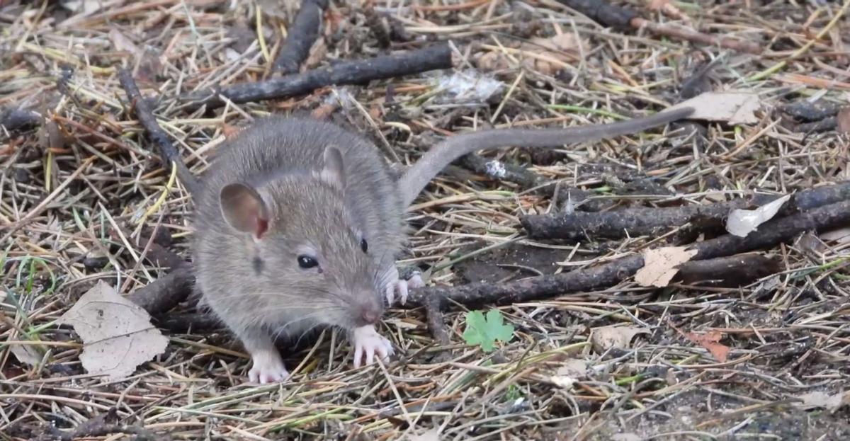 Una rata en un parque de Ourense. |  Fernando Casanova