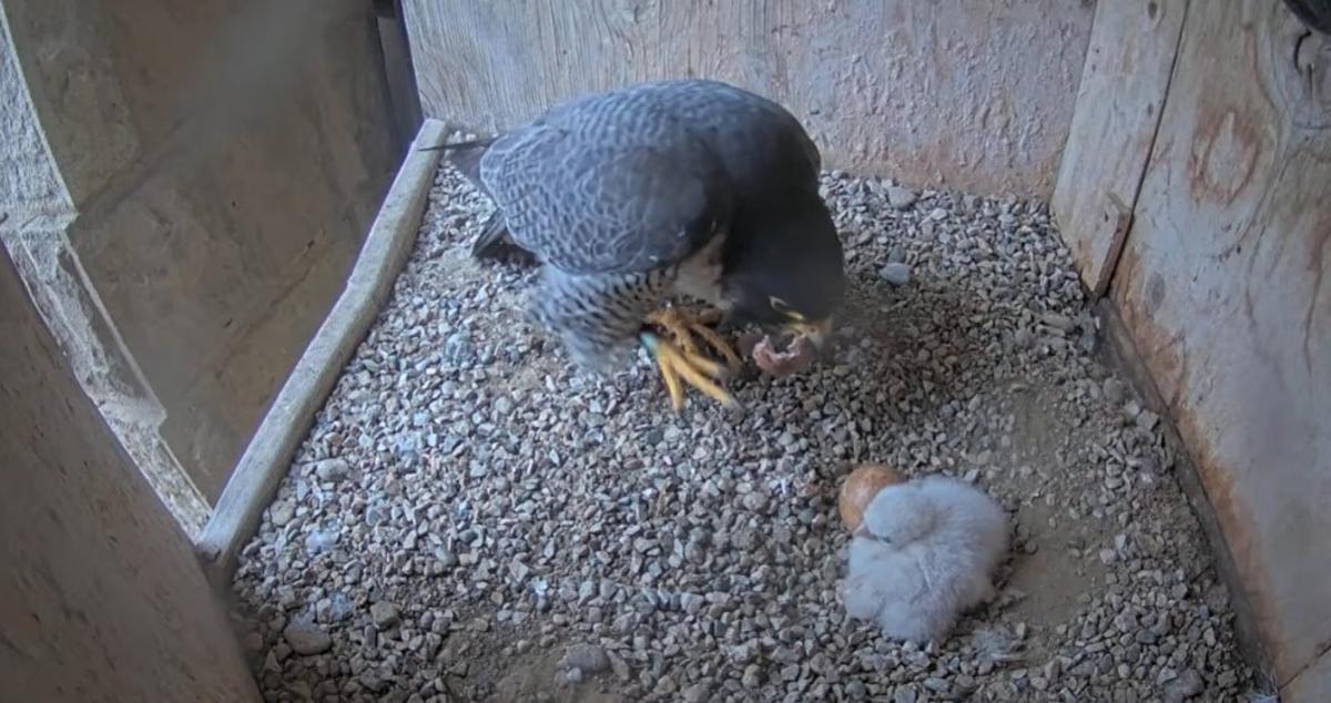 El macho de la pareja se come el cascarón y, a la derecha, uno de los polluelos.