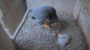 El macho de la pareja se come el cascarón y, a la derecha, uno de los polluelos.