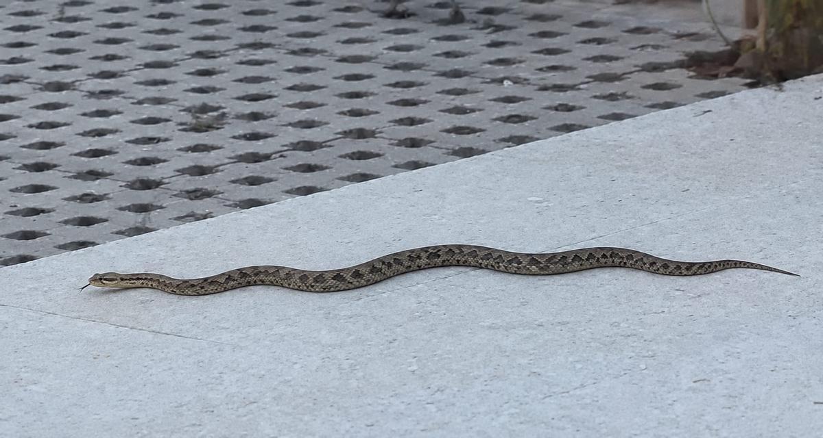 La serpiente que irrumpió en el patio del centro de salud de Sisalde.