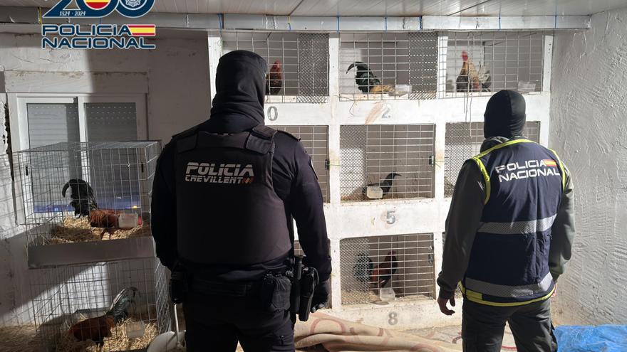 Detenido en Crevillent por maltratar gallos de pelea y quebrantar una condena
