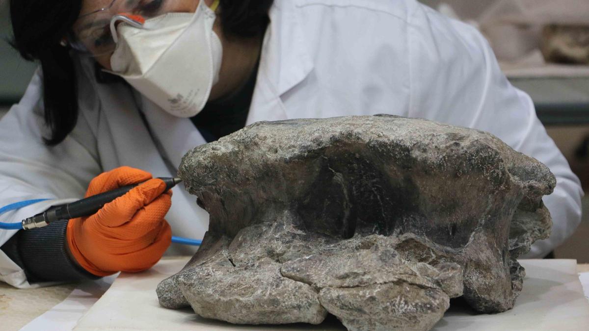 Nuevos fósiles de otro gran dinosaurio descubiertos en Teruel - Levante-EMV Nuevos fósiles de otro gran dinosaurio descubiertos en Teruel - Levante-EMV