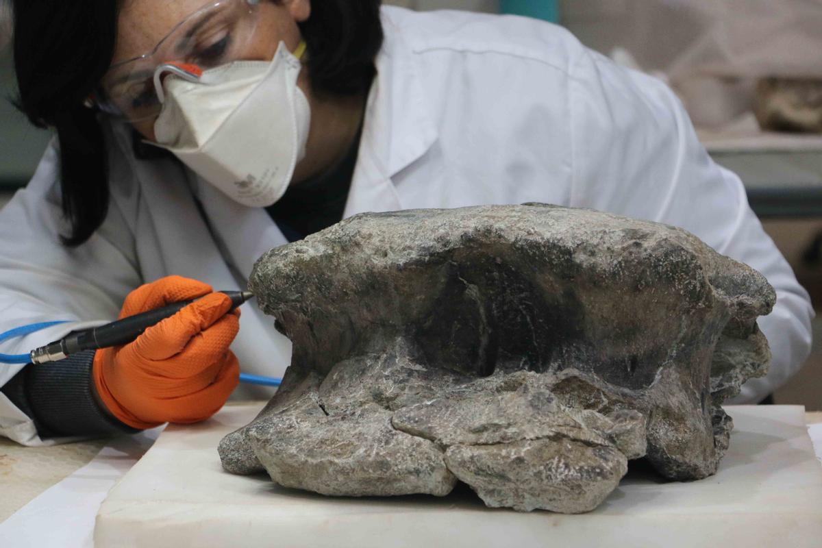 Preparación de algunas de las vértebras del dinosaurio de El Carrillejo.