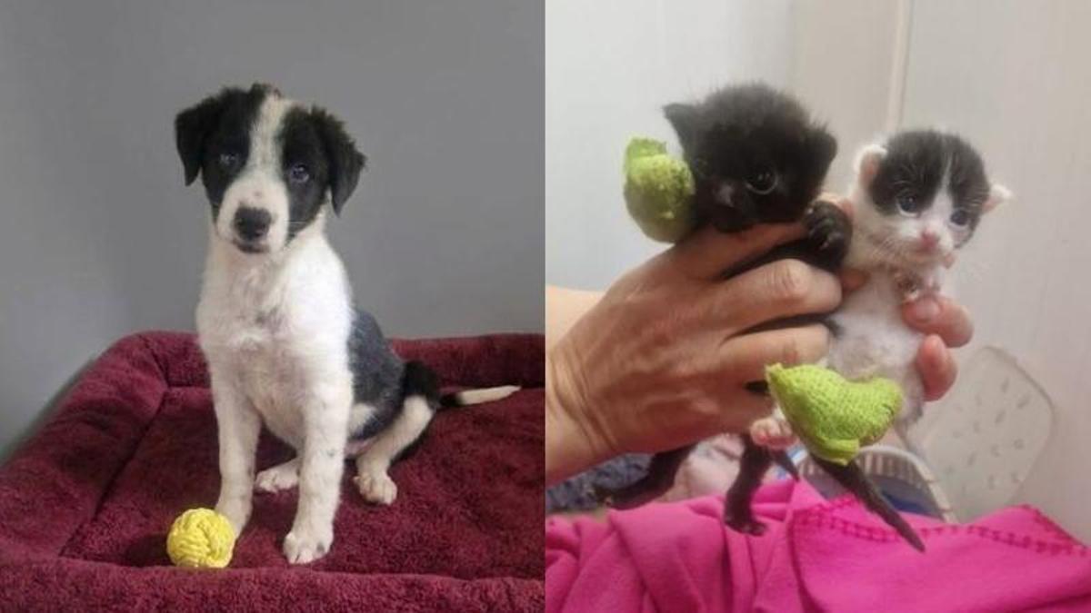 Un cachorro y dos gatos heridos.