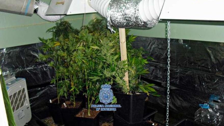 Las plantas crecían en perfectas condiciones con focos, ventiladores y deshumidificadores.  // Comisaría