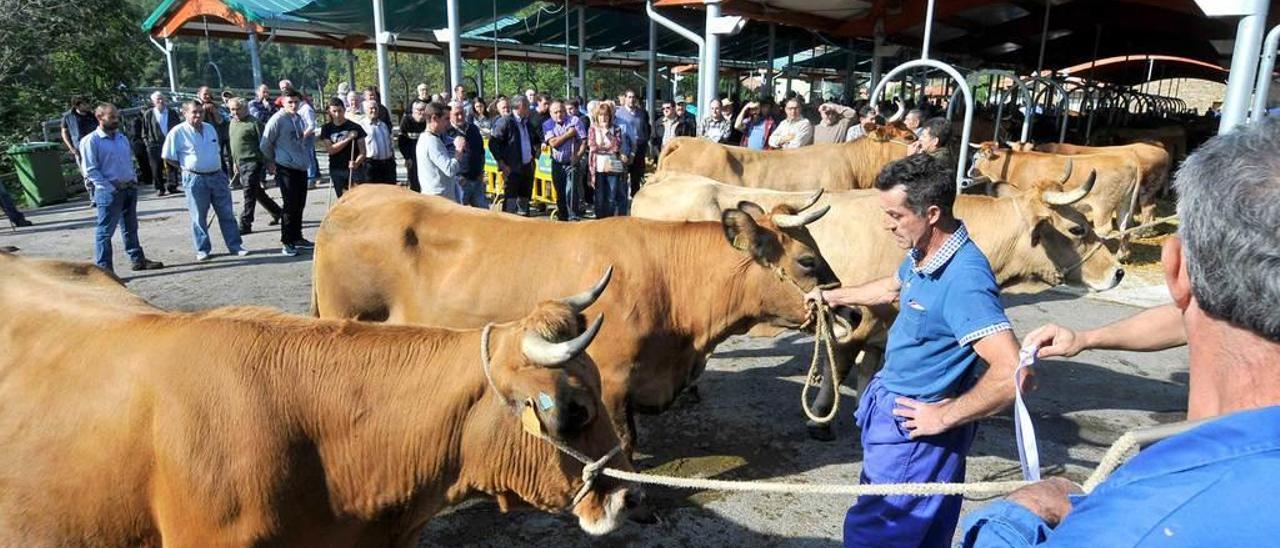 El recinto ferial de Campo de Caso, durante la celebración de una feria ganadera.