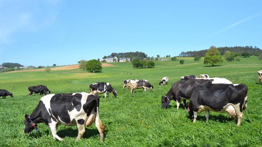 Vacas pastando en los terrenos públicos del CIAM.