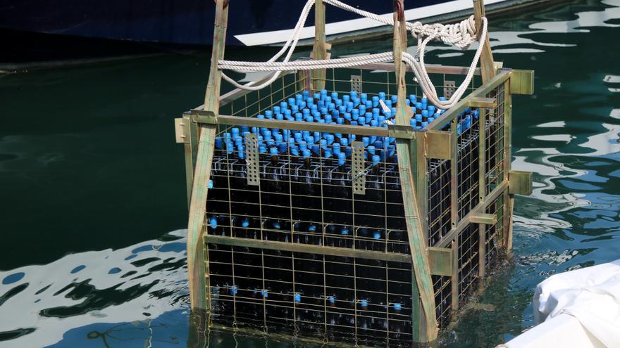 Submergeixen 500 ampolles de Malvasia de Sitges per experimentar un nou procés d&#039;envelliment
