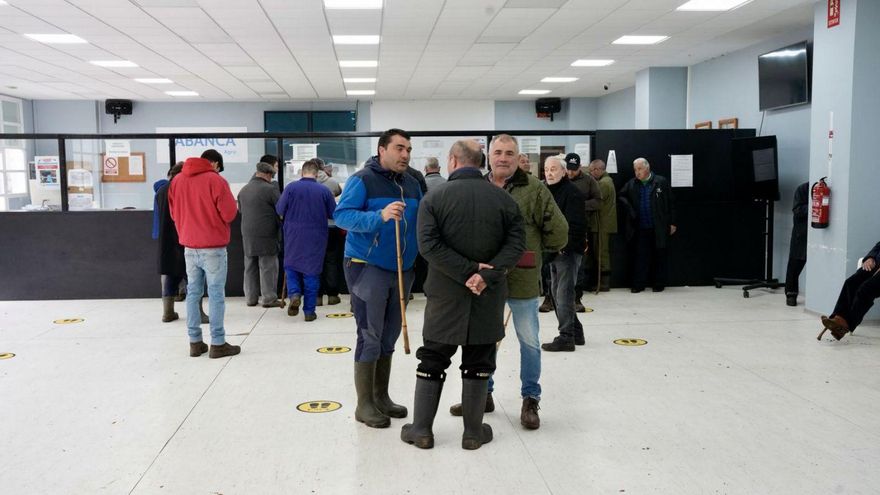 La recría en mínimos: 195 terneros vendidos y caída de las cotizaciones en la Central Agropecuaria de Galicia