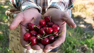 Carrefour compra 1,1 millones de kilos de cereza y colabora con una empresa de Plasencia