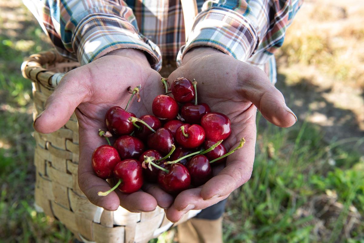 Carrefour compra 1,1 millones de kilos de cereza y colabora con una empresa placentina