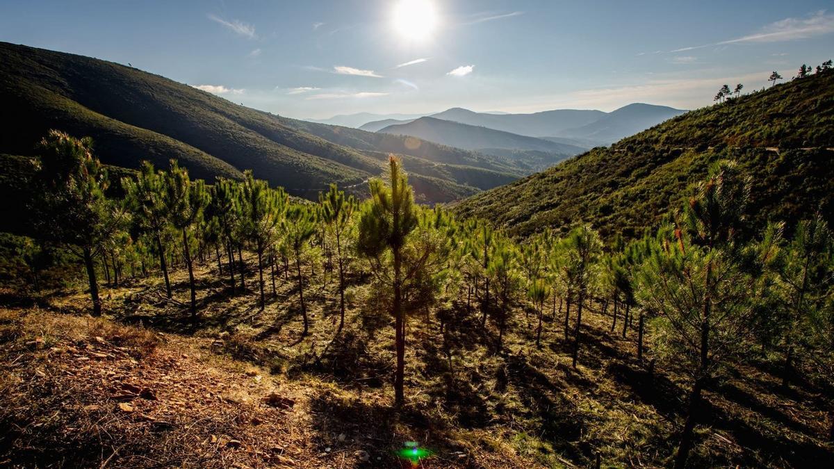 La compañía contribuirá con dos proyectos de reforestación en Asturias y en Extremadura mediante los que se regenerarán más de 27 hectáreas de bosque con una compensación de  CO2 estimada de más de 8.000 toneladas para un periodo de 50 años.