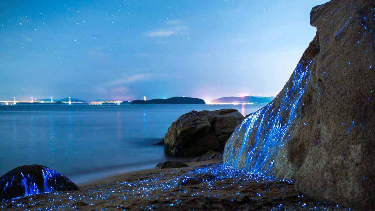 Las 7 playas de España donde podrás ver la mágica bioluminiscencia azul: paraísos donde contemplar un regalo de la naturaleza