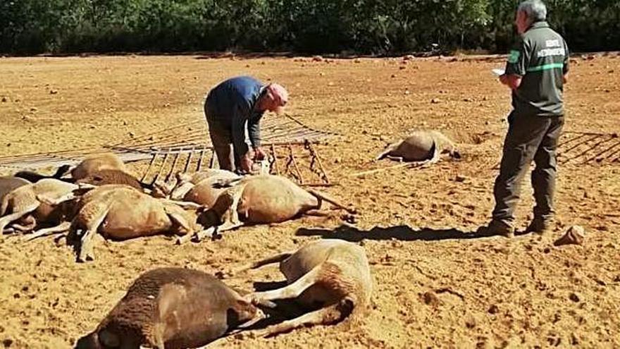 Un agente medioambiental comorueba las ovejas muertas en la lobada de Ceadea de Aliste.