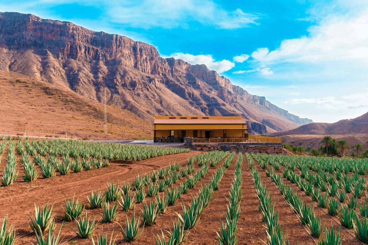Finca Canarias cuenta con más de 20.000 plantas de aloe vera.