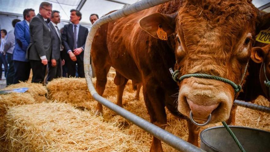 Se superan los 40.000 euros en la venta de ovino en la feria