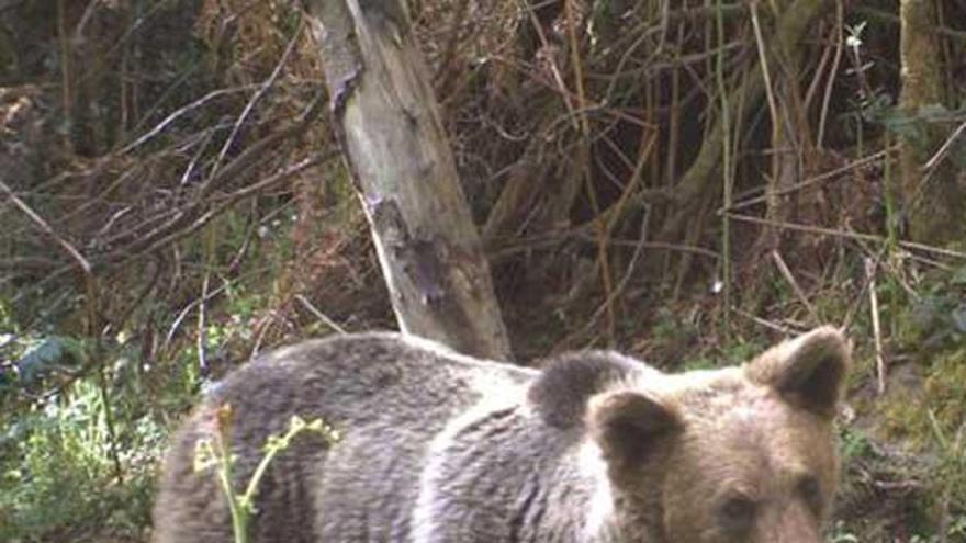 ¿Hay sitio para tantos osos? «Villarina», sana y feliz en Somiedo