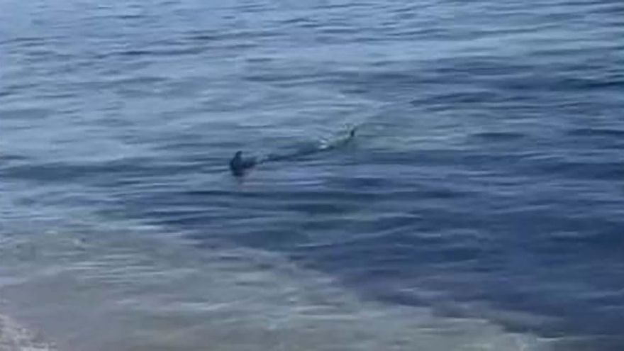 Graban un pez espada en la orilla en Formentera