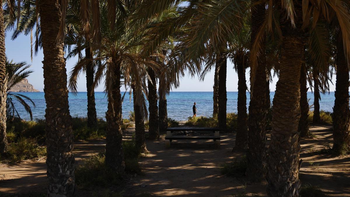 Palmeral de San Ginés, en la playa de La Azohía de Cartagena.
