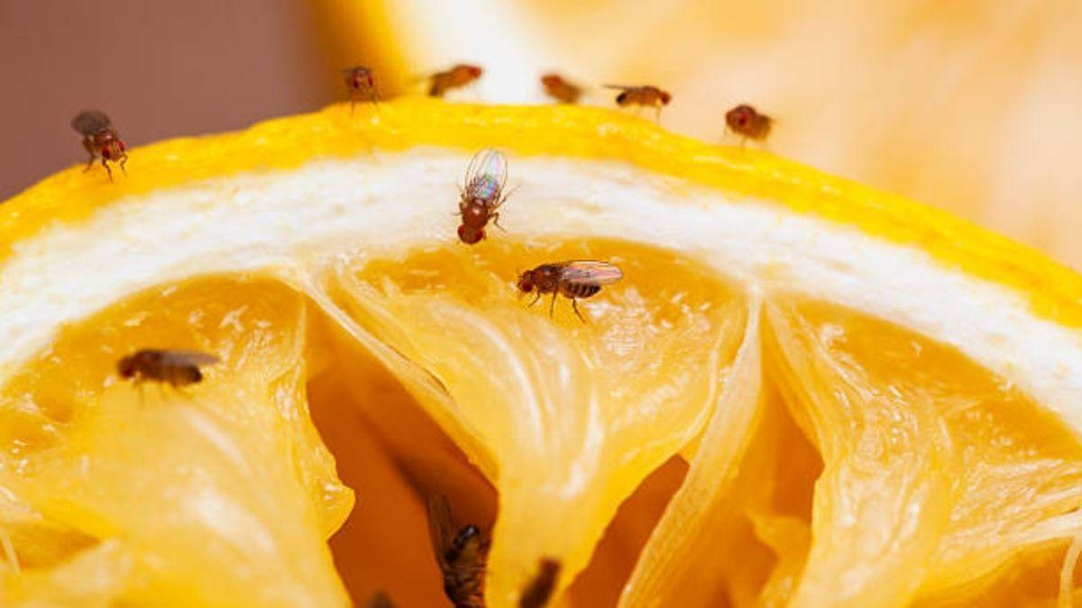 Adiós al moquito de la fruta con esta cucharada