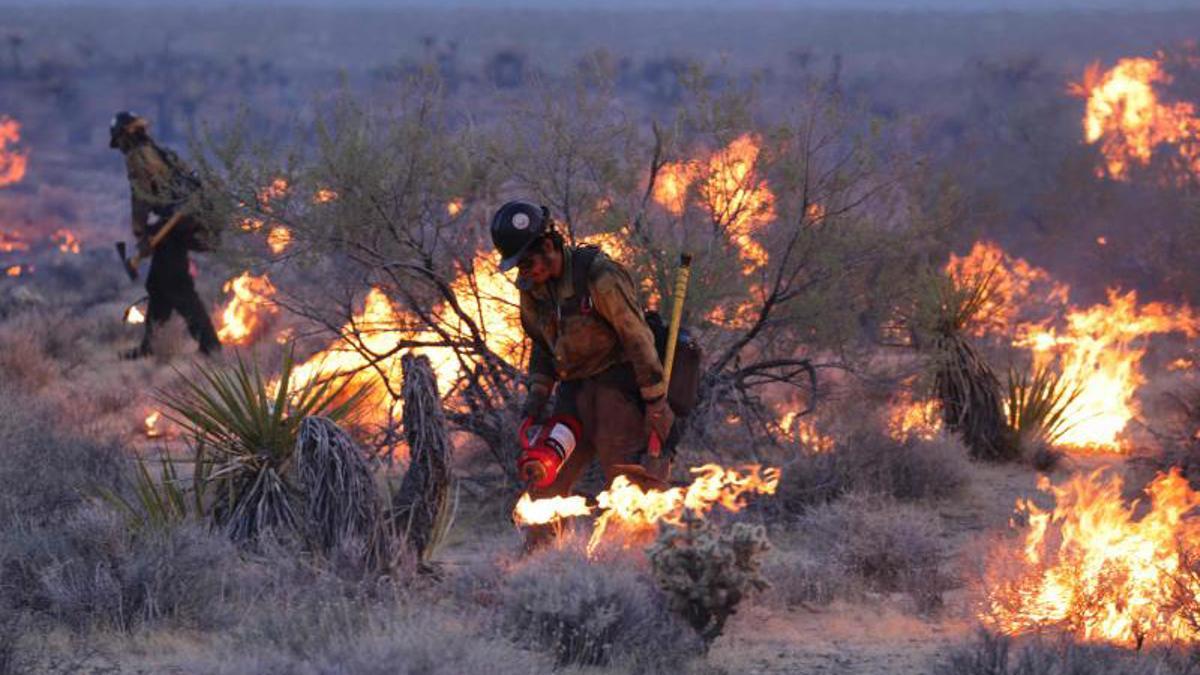 Arde la Reserva Nacional de Mojave entre California a Nevada