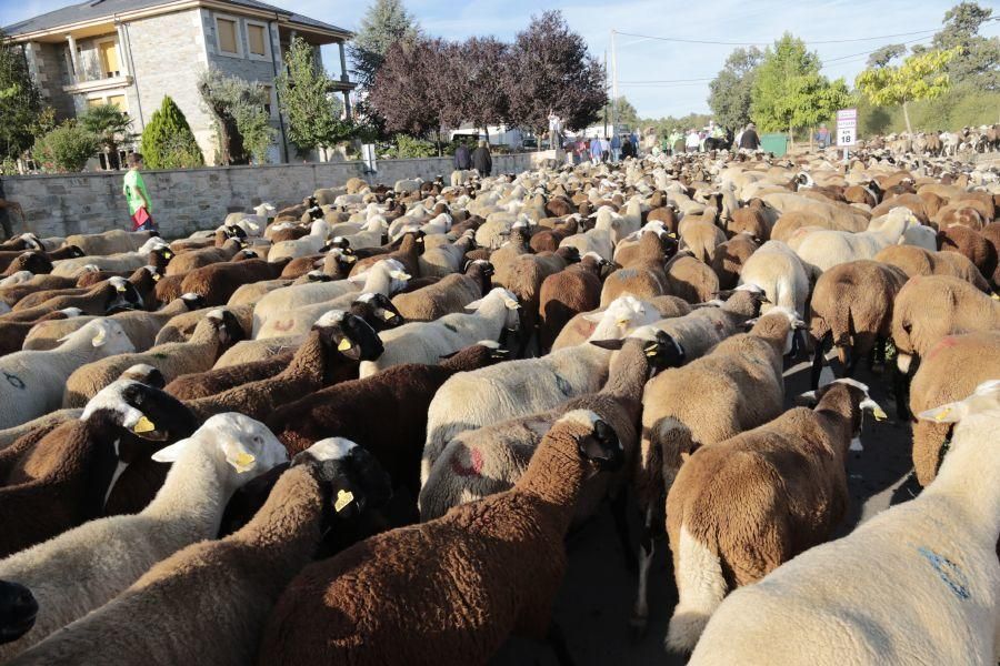 Fiesta de la Trashumancia en San Vitero