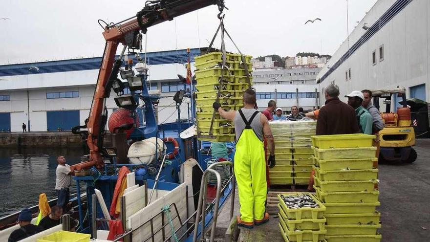 Varios marineros descargan sardina en un puerto gallego.