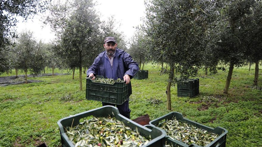 Las fincas más caras para los cultivos leñosos están en Donramiro y Filgueira
