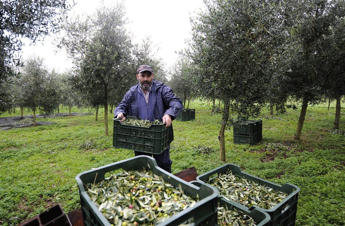 Recogida de aceitunas en un olivar de Callobre, en A Estrada. | BERNABÉ/JAVIER LALÍN