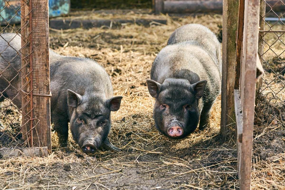 El cerdolí, mitad cerdo y mitad jabalí, se extiende por España