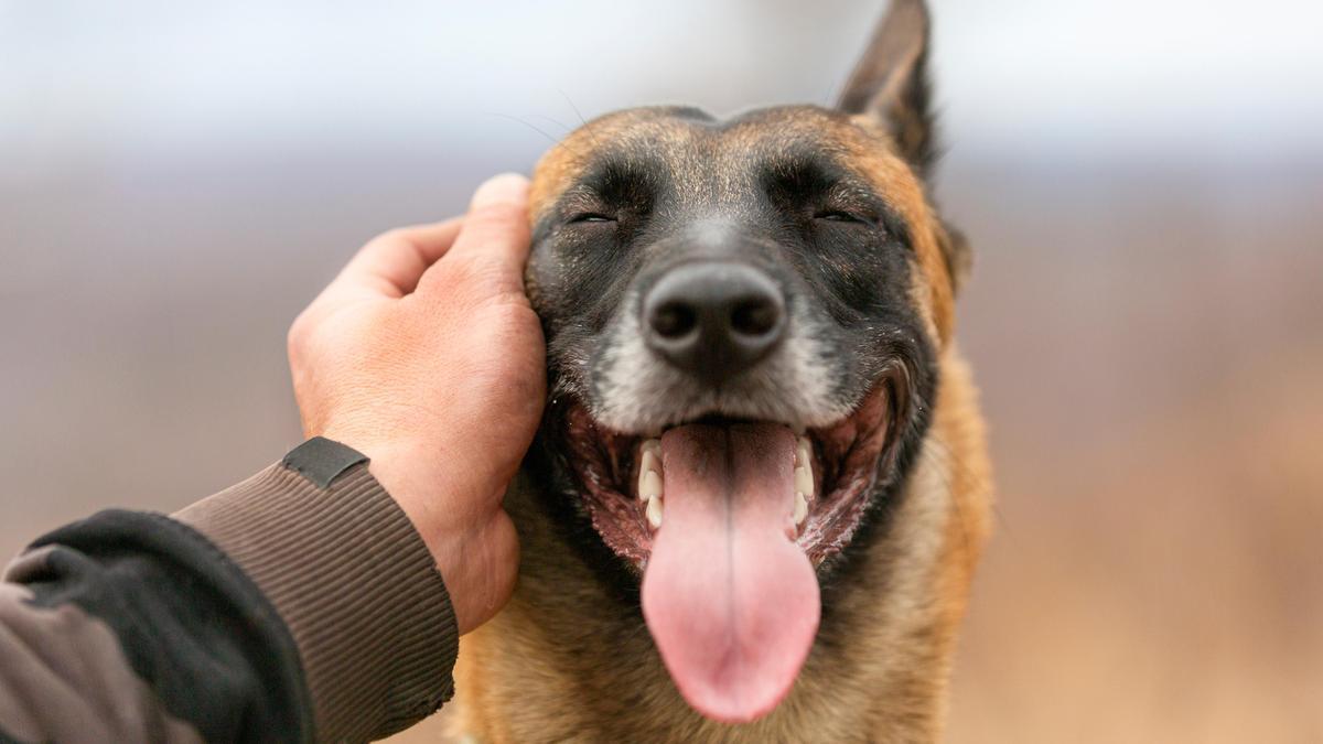 Siete cosas que hacen los perros y su significado - Levante-EMV