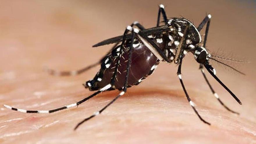 El mosquito tigre continúa su expansión en Aragón con nuevos asentamientos