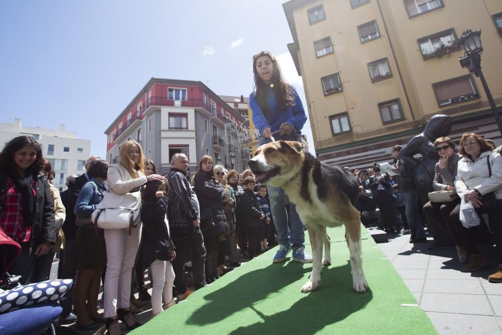 Desfile de perros en adopción en la calle Gascona de Oviedo