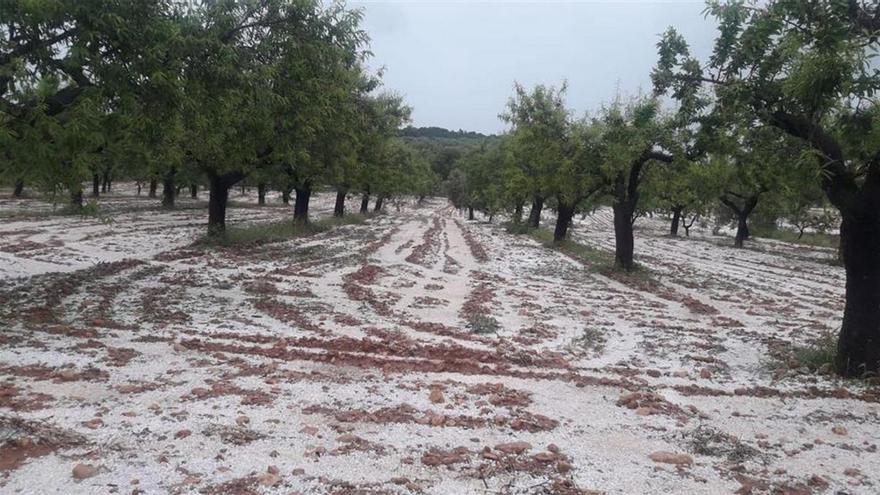 El granizo provoca pérdidas de 2,5 millones en el campo de Castellón
