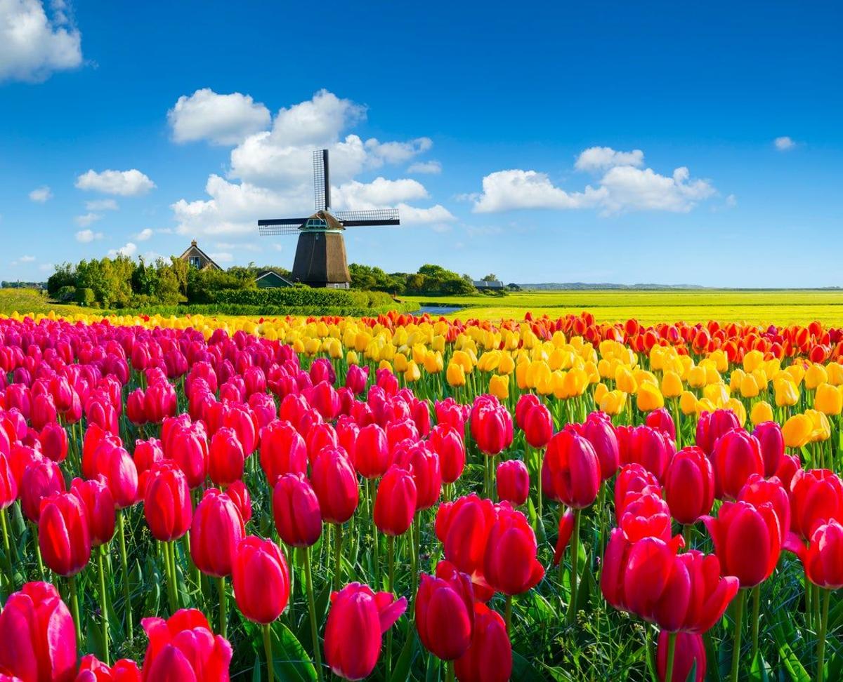 Campo de Tulipanes, Holanda