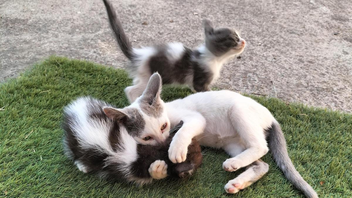 Tres gatos pequeños juegan entre ellos.