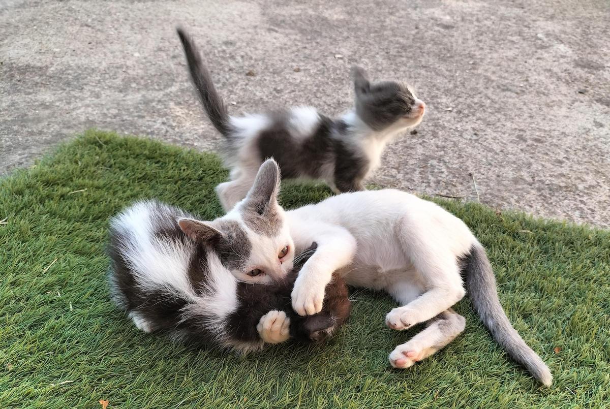Tres gatos pequeños juegan entre ellos.