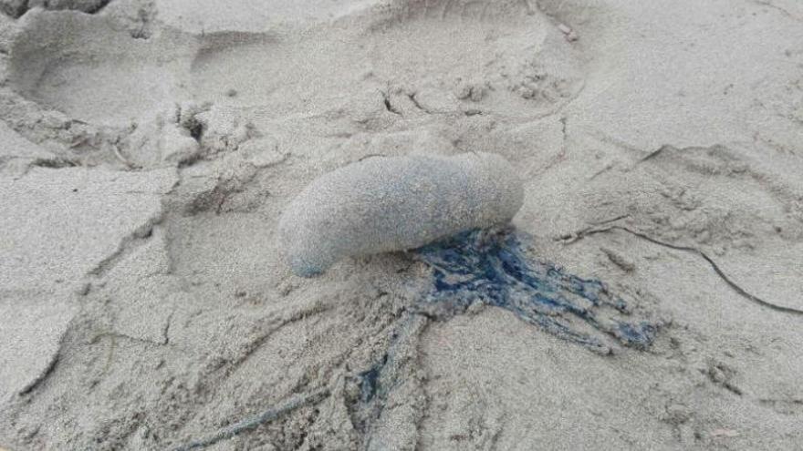 Gesichtete Qualle am Strand von Ibiza.