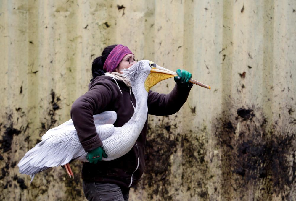 A zoo keeper carries a pelican to move it to its ...