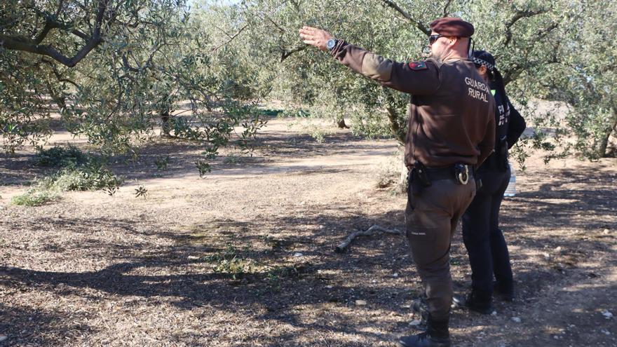 Town councils strengthen vigilance to prevent theft of olives