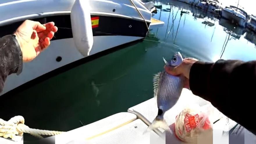 Hasta 30.000 euros de multa por infracciones graves por pesca ilegal en Baleares