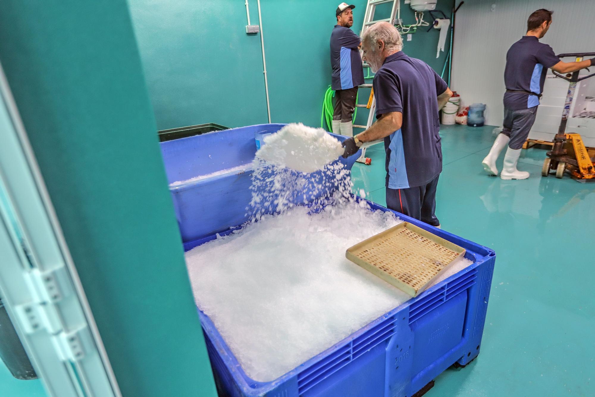 La subasta de la nueva lonja pesquera de Torrevieja se estrena con la venta de 13.000 kilos de boquerón y sardina