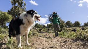 Un perro vigila un rebaño de cabras junto a su pastor.