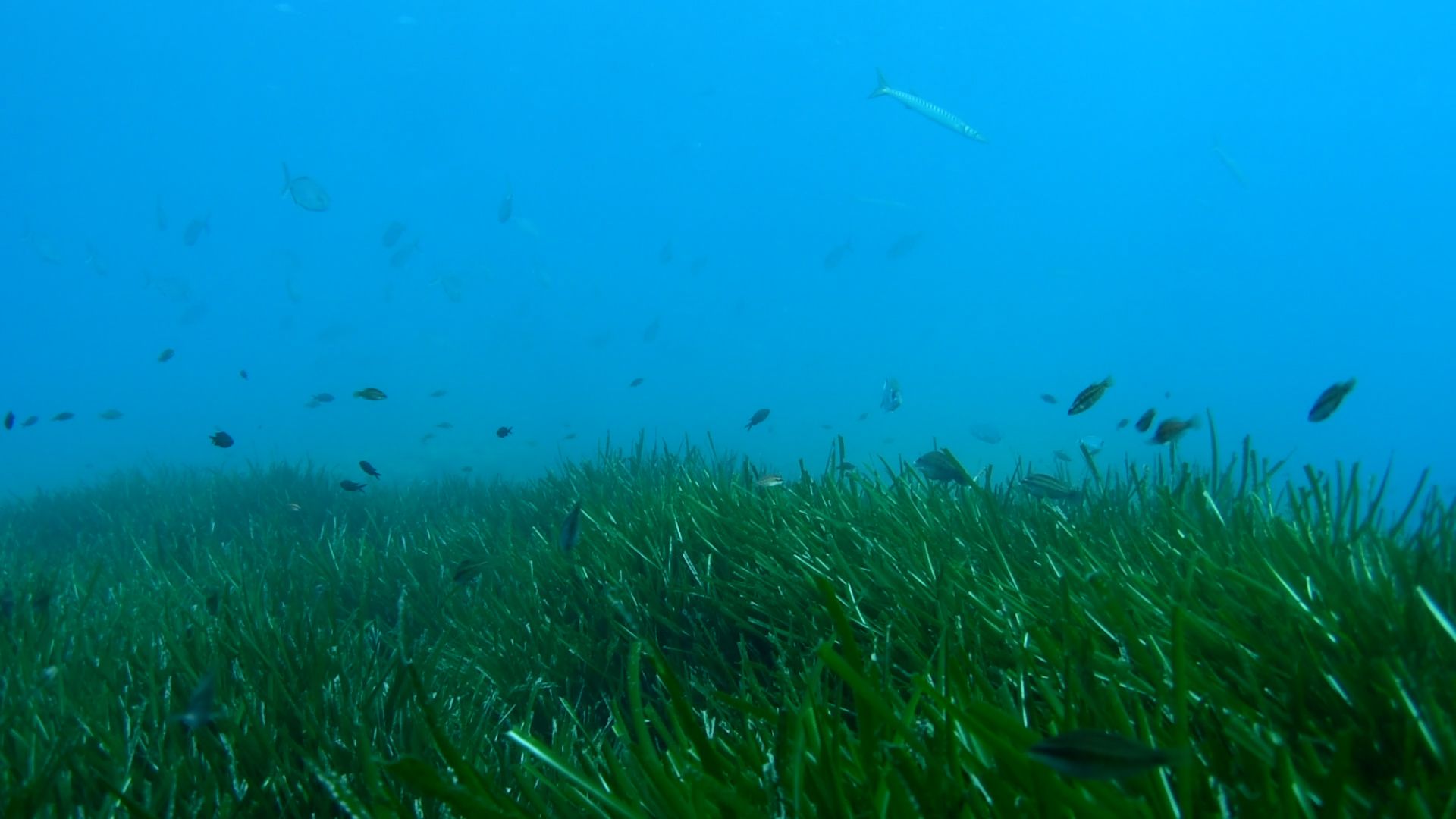 La posidonia de Illetes tiene 2.355 años