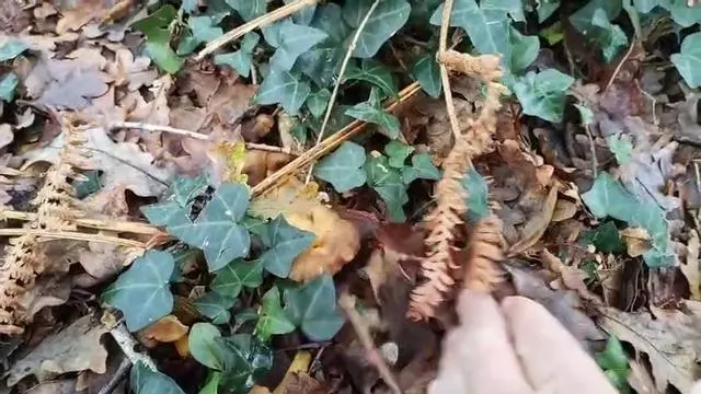 La falta de frío alarga la temporada de setas: "Todavía quedan muchas especies"